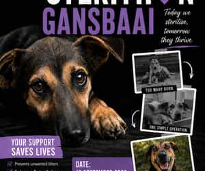 Community Animal Action Sterithon - 16 September 2026