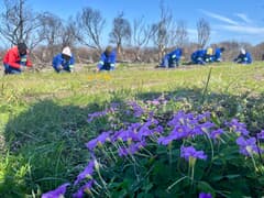 Grootbos Foundation Tackles Invasive Plants to Protect Fynbos