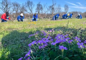 Grootbos Foundation Tackles Invasive Plants to Protect Fynbos