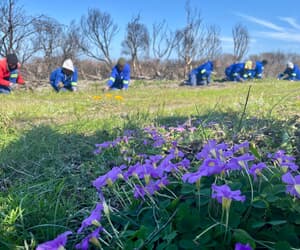 Grootbos Foundation Tackles Invasive Plants to Protect Fynbos