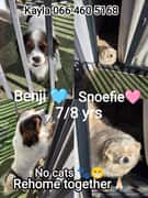 Benji and Snoefie Need a Loving Retirement Home