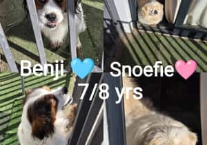 Benji and Snoefie Need a Loving Retirement Home