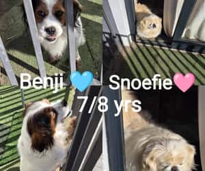 Benji and Snoefie Need a Loving Retirement Home