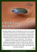Whirligig Beetle Under the Microscope