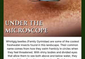 Whirligig Beetle Under the Microscope