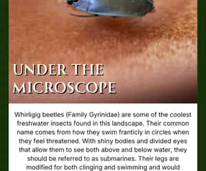 Whirligig Beetle Under the Microscope