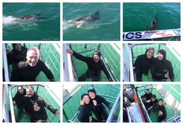 Daily Blog: 18 August 2026 | Shark Cage Diving in South Africa