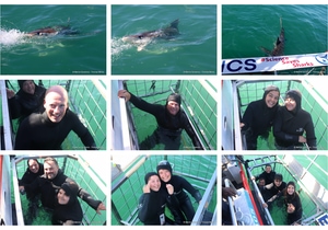 Daily Blog: 18 August 2026 | Shark Cage Diving in South Africa
