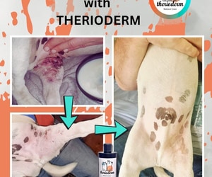 Therioderm Natural Pet Care Products