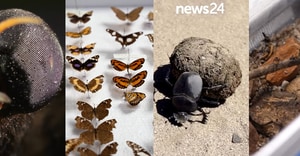 Nominate Your Favourite Insect