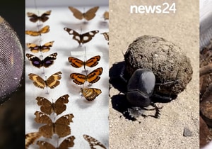 Nominate Your Favourite Insect