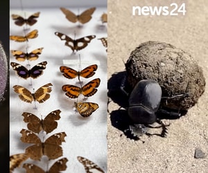 Nominate Your Favourite Insect