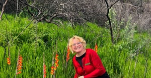 Gladiolus overbergensis: A Rare Fynbos Flower After Fire