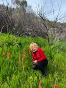 Gladiolus overbergensis: A Rare Fynbos Flower After Fire