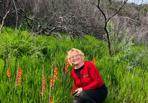 Gladiolus overbergensis: A Rare Fynbos Flower After Fire