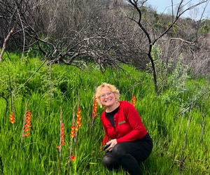 Gladiolus overbergensis: A Rare Fynbos Flower After Fire