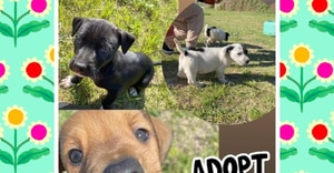 Adorable Puppies at BARC!