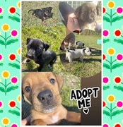 Adorable Puppies at BARC!