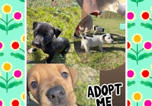 Adorable Puppies at BARC!