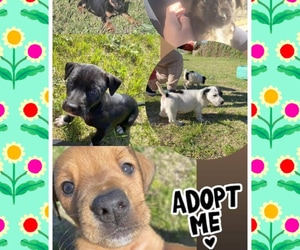 Adorable Puppies at BARC!