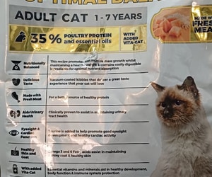 Ultra Pet Optimal Balance Cat Food Back in Stock