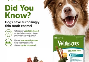 Did You Know? Dogs Have Surprisingly Thin Tooth Enamel