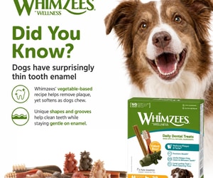 Did You Know? Dogs Have Surprisingly Thin Tooth Enamel