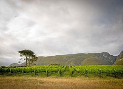 4. Wine Farms