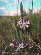 Wildflowers, Fynbos and Wildlife: Discovering Nature on Grootbos