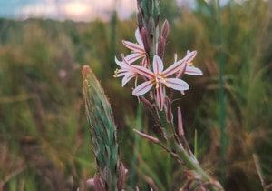 Wildflowers, Fynbos and Wildlife: Discovering Nature on Grootbos
