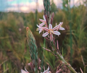 Wildflowers, Fynbos and Wildlife: Discovering Nature on Grootbos