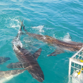 Sharks by cage - Sharklady Adventures - Xplorio™ Gansbaai