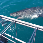 Great White Shark by cage - Sharklady Adventures - Xplorio™ Gansbaai