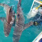 Shark cage diving - Sharklady Adventures - Xplorio™ Gansbaai