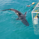Shark by Sharklady Adventures cage - Xplorio™ Gansbaai