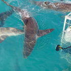 Shiver of sharks - Sharklady Adventures - Xplorio™ Gansbaai