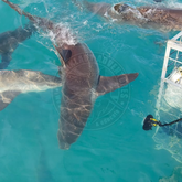 Shiver of sharks - Sharklady Adventures - Xplorio™ Gansbaai