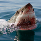 Surface viewing - Sharklady Adventures - Xplorio™ Gansbaai