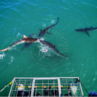 Divers in cage - Sharklady Adventures - Xplorio™ Gansbaai
