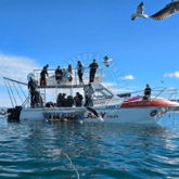 Custom shark boat - Sharklady Adventures - Xplorio™ Gansbaai