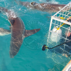 Photographers paradise - Sharklady Adventures - Xplorio™ Gansbaai