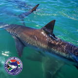 Shark_diving_in_Gansbaai_1787987583