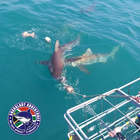 Sharklady_Social_Media_1_1787987584