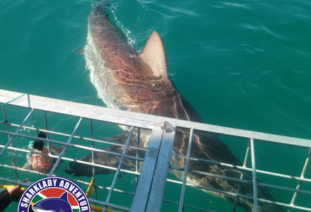Shark Cage Diving Voucher International