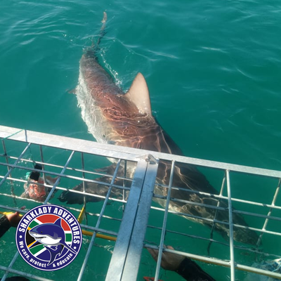 Shark Cage Diving Voucher International