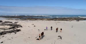 An Unforgettable Horse Riding Experience in Gansbaai