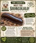 MEET THE SHONGOLOLO! 