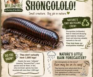 MEET THE SHONGOLOLO! 