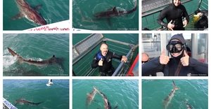 Daily Blog: 01 September 2026 | Shark Cage Diving in South Africa