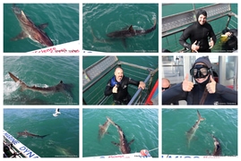 Daily Blog: 01 September 2026 | Shark Cage Diving in South Africa